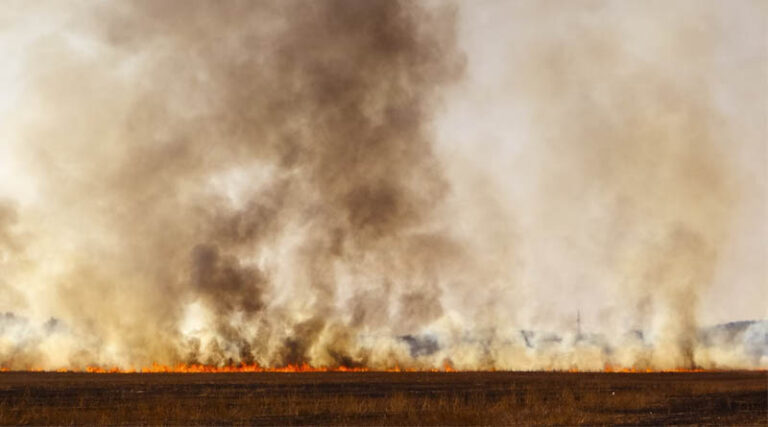 Notable 70% Decrease in Crop-Residue Burns in Punjab This Season